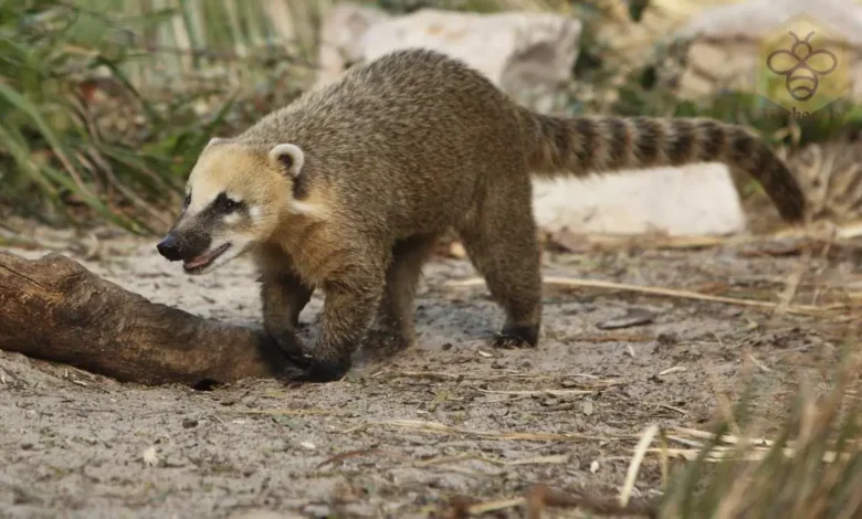 Coati