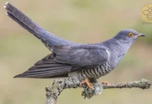 Cuckoo