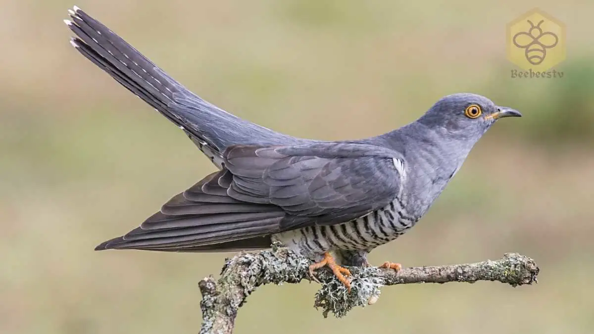 Cuckoo