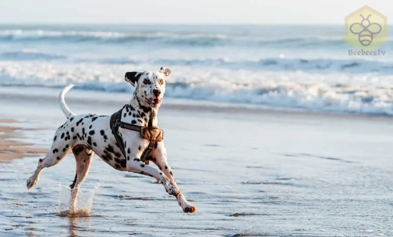 Dalmatian