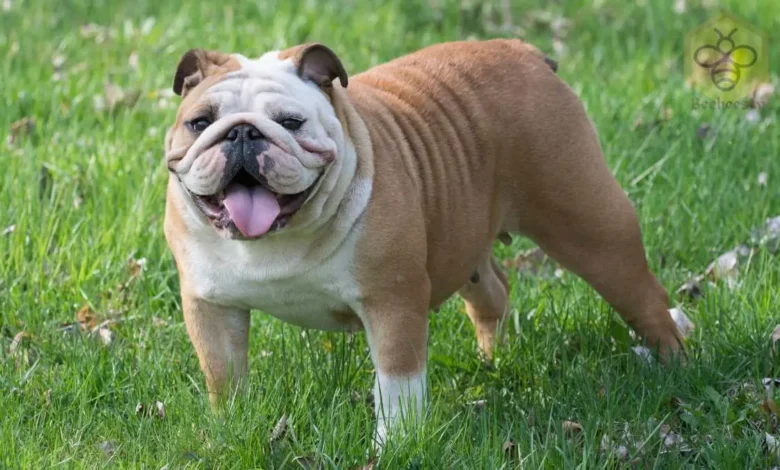 Bulldog