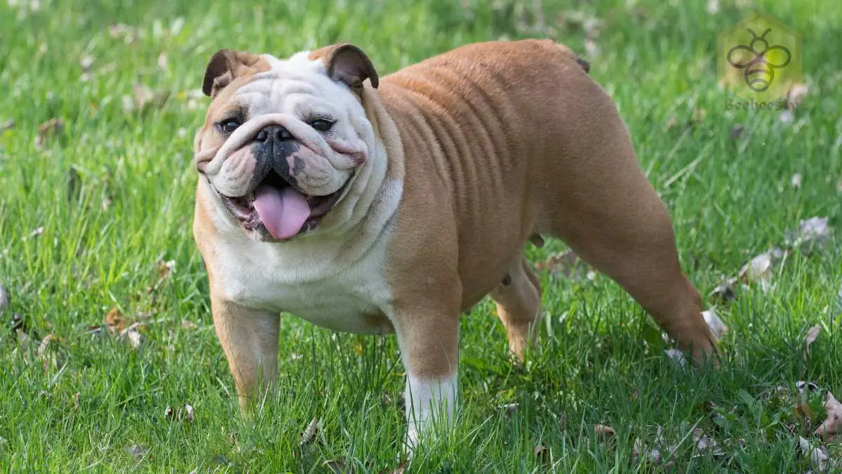 Bulldog