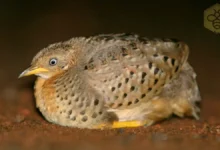 Button Quail