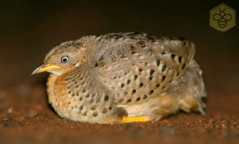 Button Quail