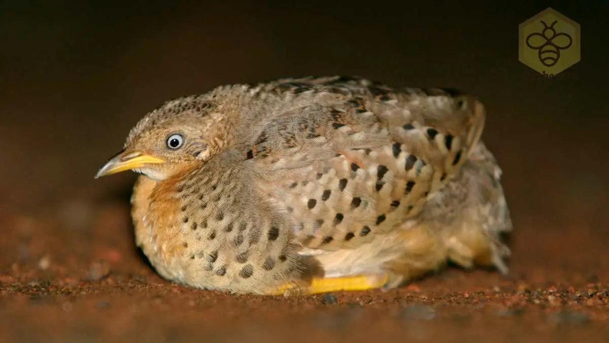 Button Quail