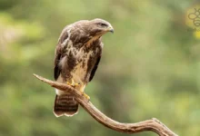 Buzzard