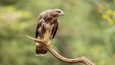 Buzzard