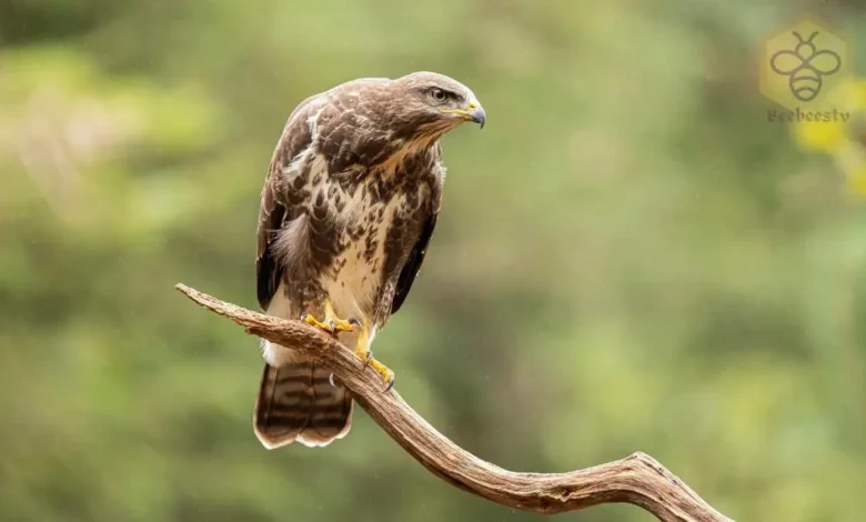 Buzzard