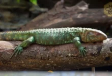 Caiman Lizard