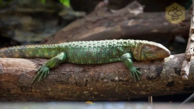 Caiman Lizard