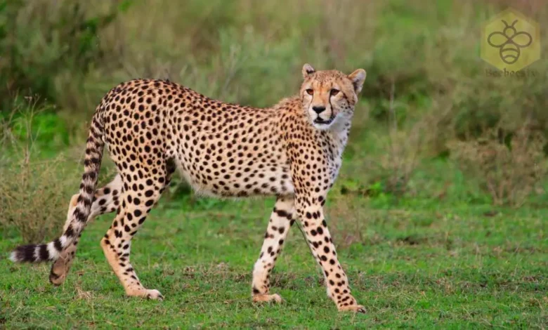 Cheetah