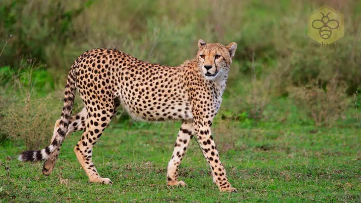 Cheetah