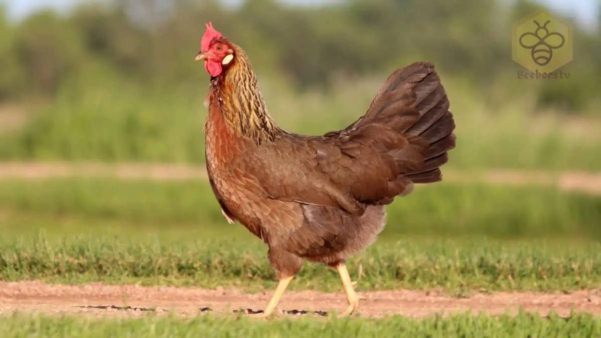 Chicken