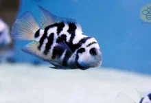 Cichlid