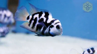 Cichlid