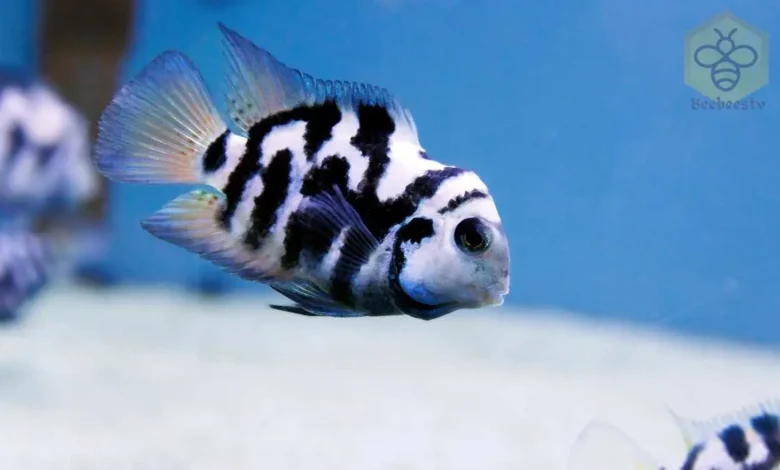 Cichlid