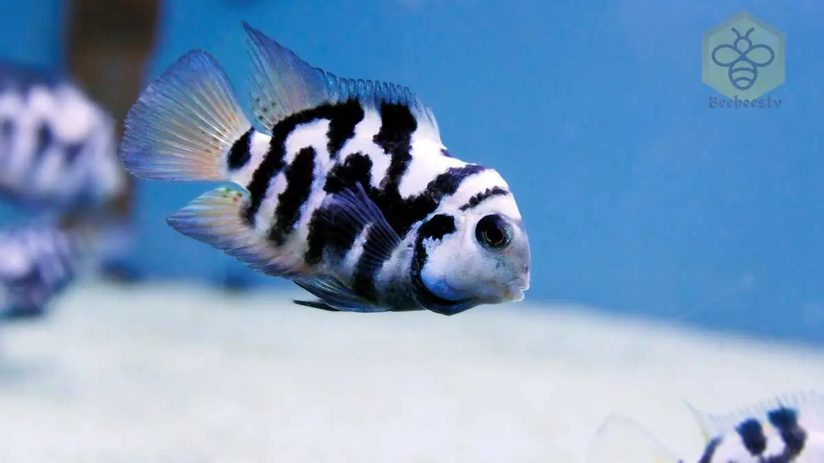 Cichlid