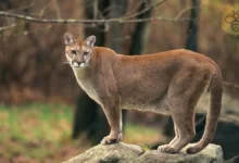 Cougar