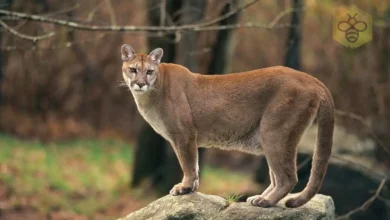 Cougar