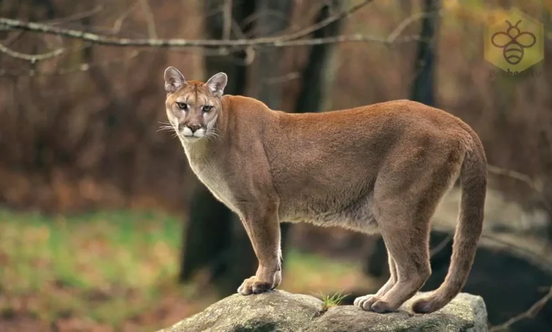 Cougar