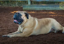 bullmastiff