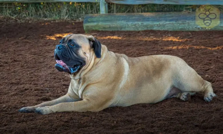 bullmastiff