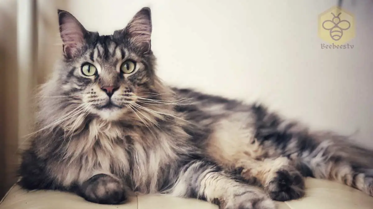 Maine Coon Cat