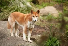Dingo
