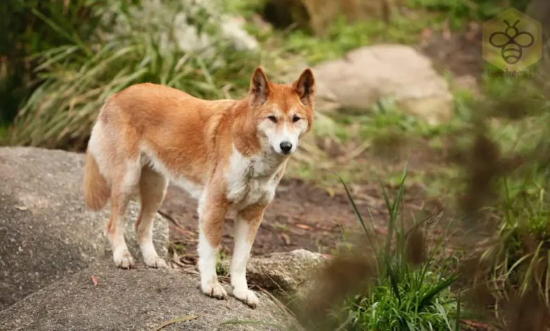 Dingo