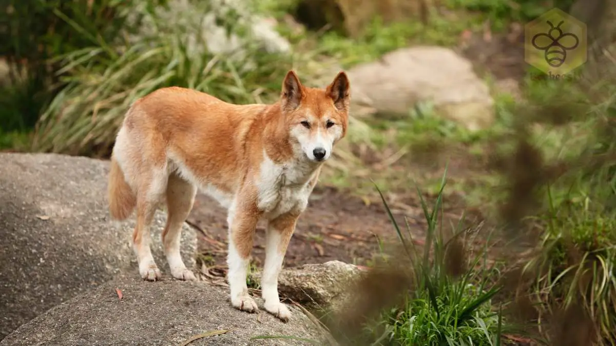 Dingo